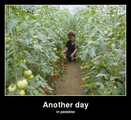 Još jedan dan u paradajzu :)