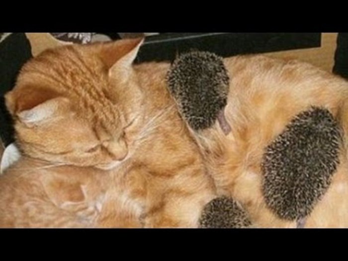 Cat Adopts Hedgehog