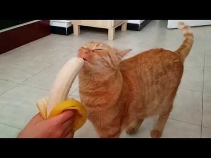 Mao the Cat eating a banana