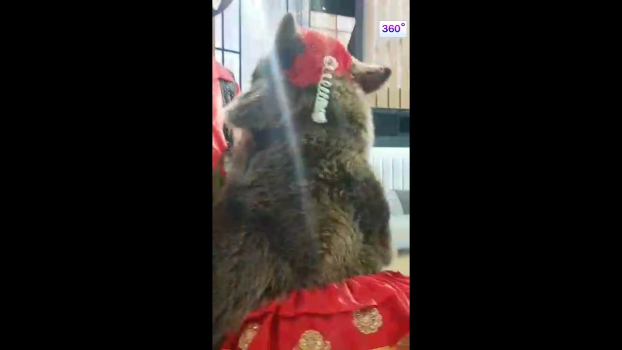 K`o čačka mečku...