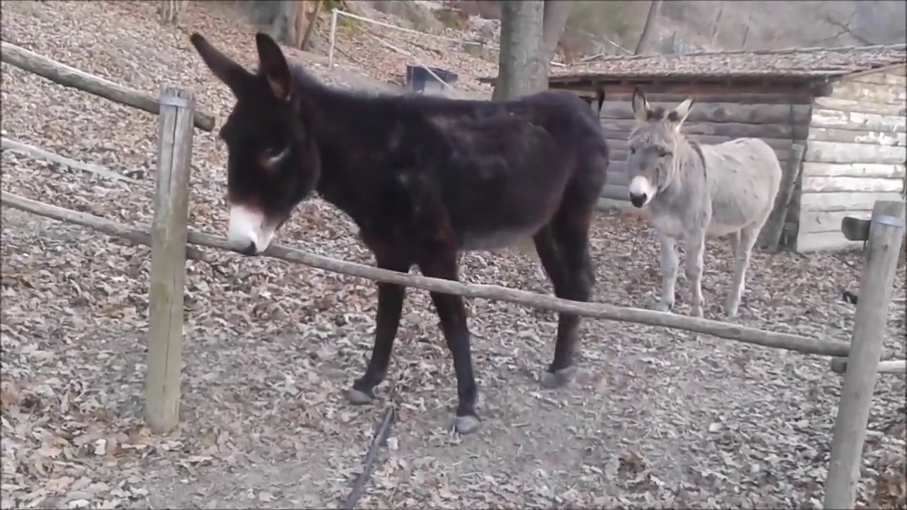 Smart Donkey