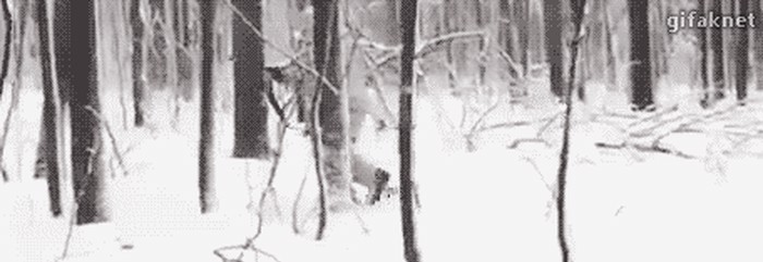 41.gif