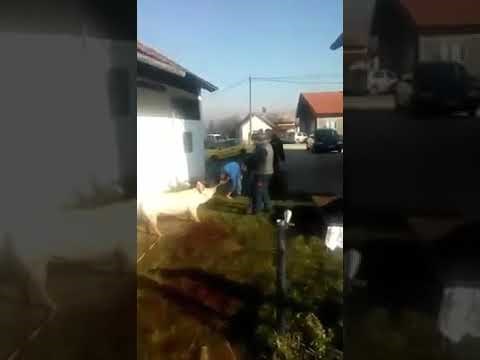 Modernizirano klanje svinja...
