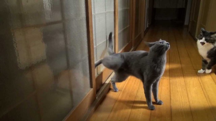 Smart Cat