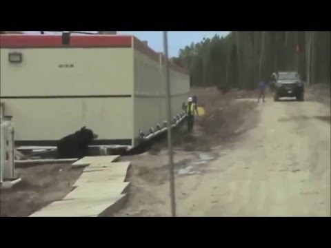 Scary Bear Prank On Construction Worker