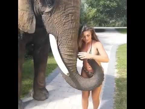Watch! How an Elephant Pulling Bra & Pressing her Boobs of a Hot Girl in Bikini