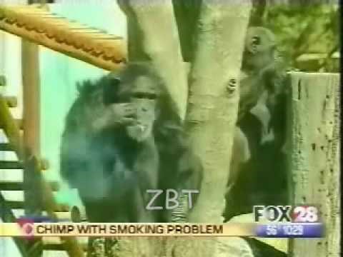 Monkey smoking Marijuana cigarette before a Job Interview