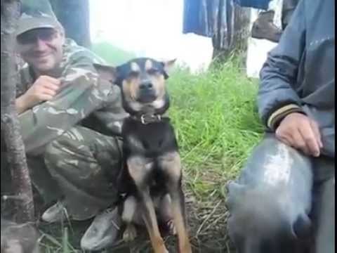Meanwhile in Russia - Dog is falling asleep .. funny :)