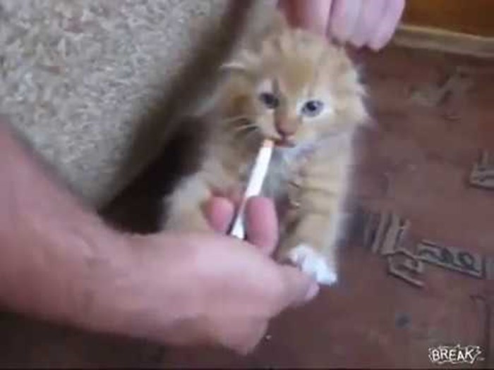 cat cigarette addiction