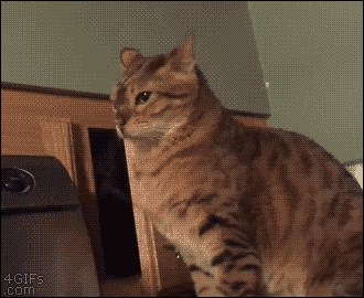 Cat-surprise-attack.gif