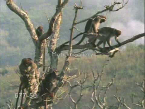 Monkey Sex