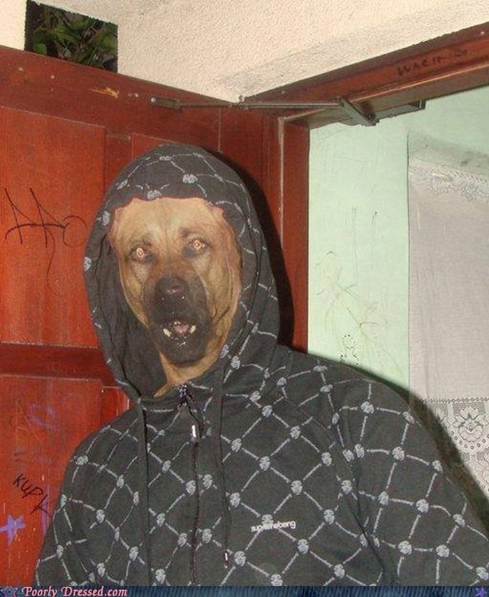 BroDog