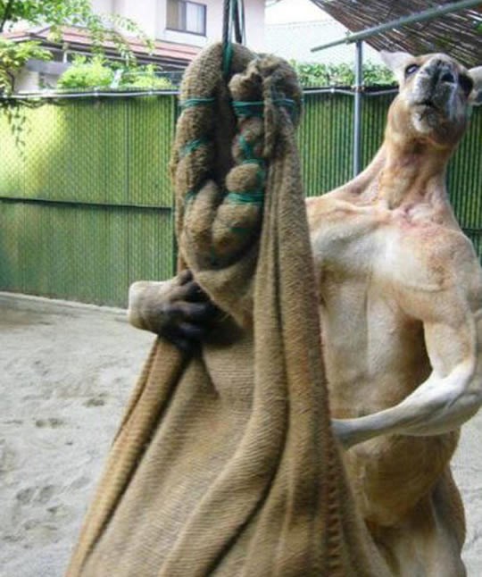 Ko bi rekao da su klokani ovakvi snagatori!