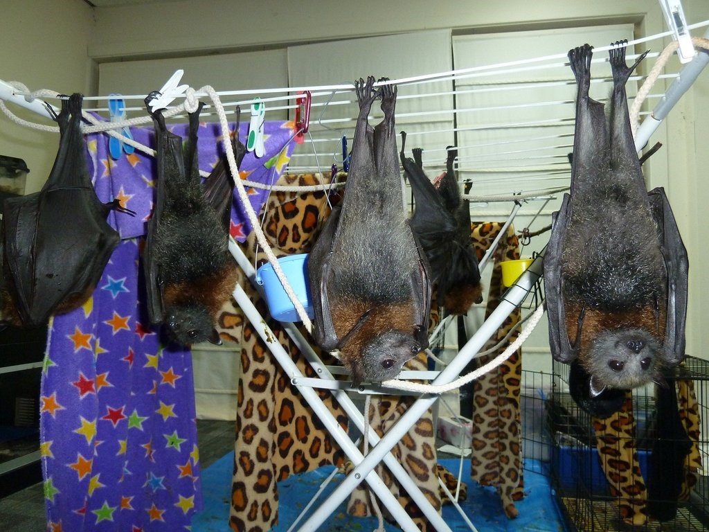 Suživot šišmiša i dobrih ljudi