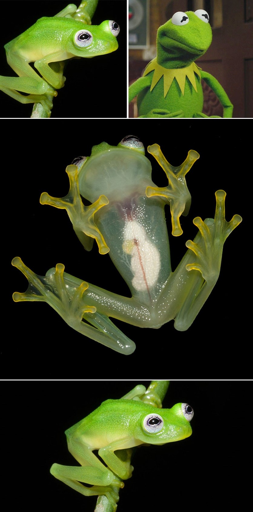 Galerija: Otkriven pravi pravcati Kermit žabac!