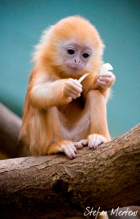 e sad je onaj lav nadrapao.....