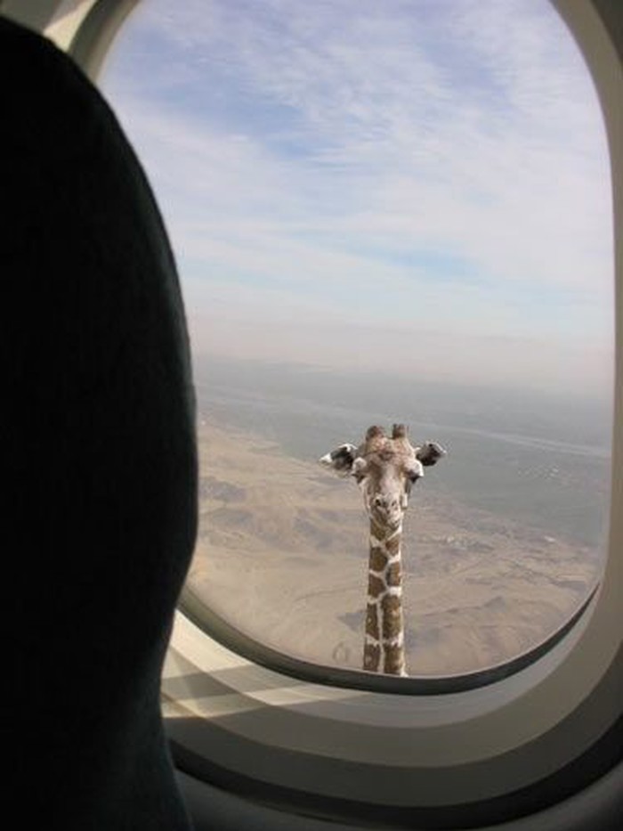 ima li pilota u avionu....?!