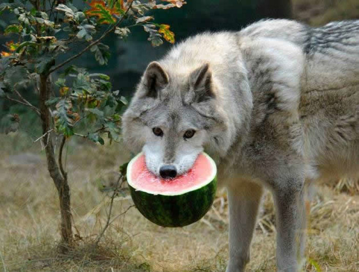 Kriza stigla i u šumu, vuk postao vegetarijanac