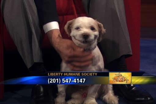 Psić iz azila vježbao smiješak za posjetitelje