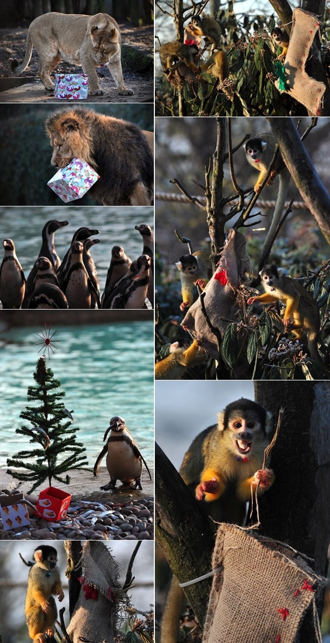 Životinje iz londonskog ZOO-a posjetio Djed Mraz