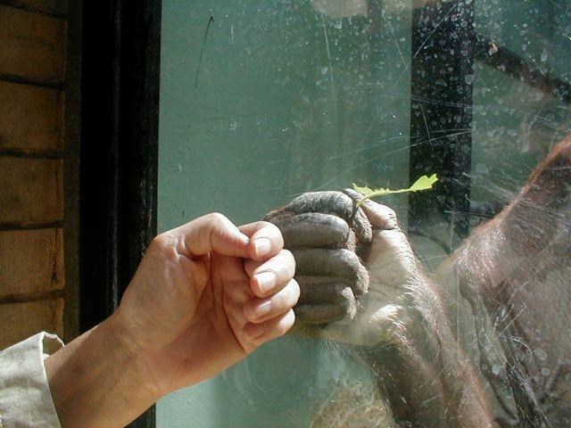 Braću se ne stavlja iza rešetaka