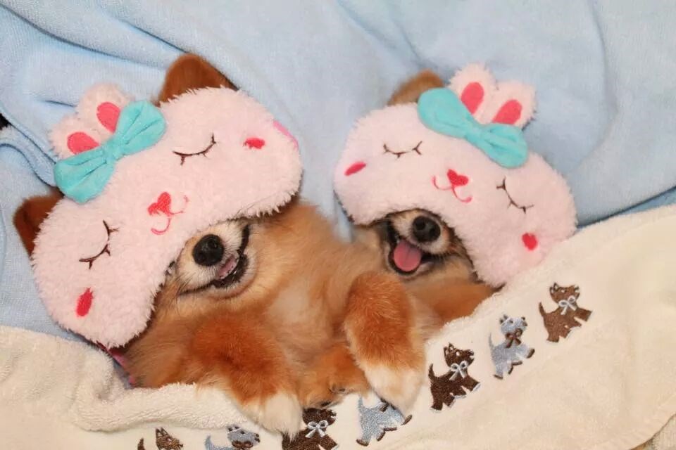 Kako spavaju elitni psići