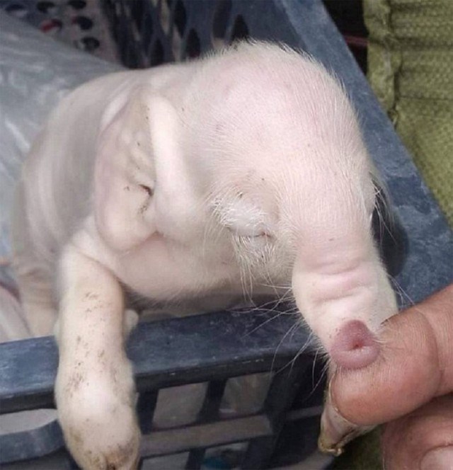 ČUDA SU MOGUĆA: Rođeno biće koje istovremeno nalikuje na svinju i na slona