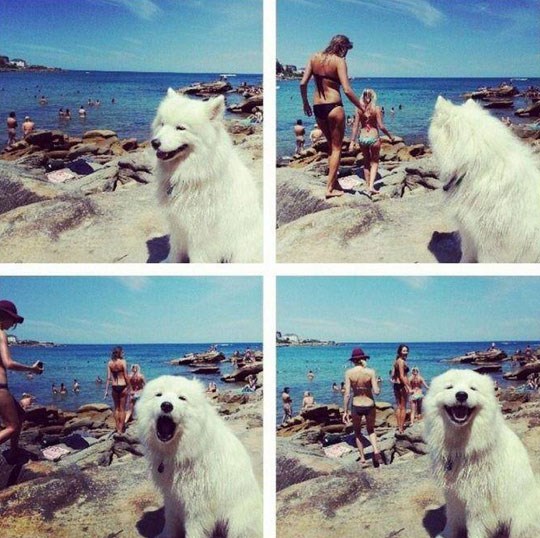 Fakin od psa zavija za dobrim guzama na plaži