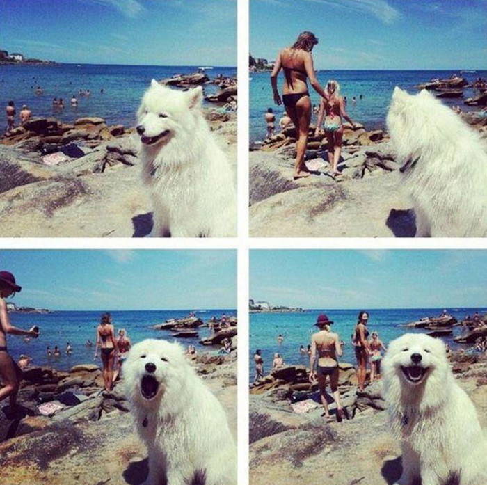 Fakin od psa zavija za dobrim guzama na plaži