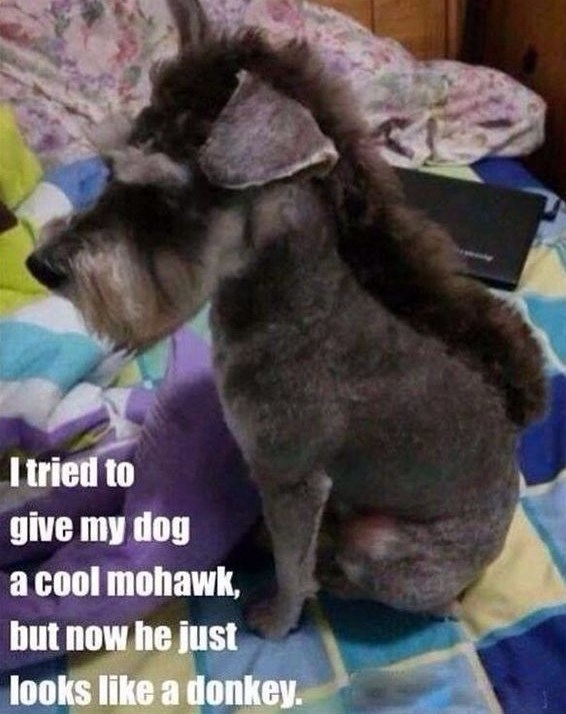 Kad namagarčiš psa