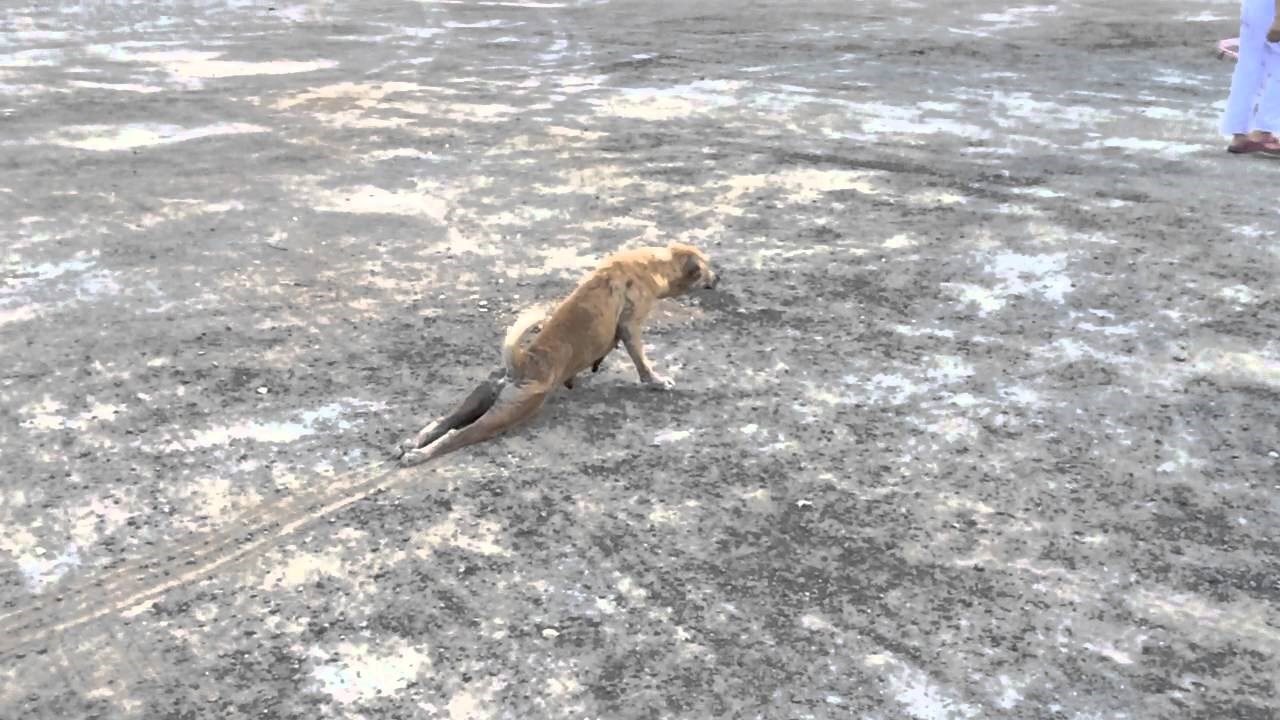 PAS PAMETNIJI OD LJUDI: Napuštena genijalka naučila glumiti ozljedu da izmami zalogajčić!