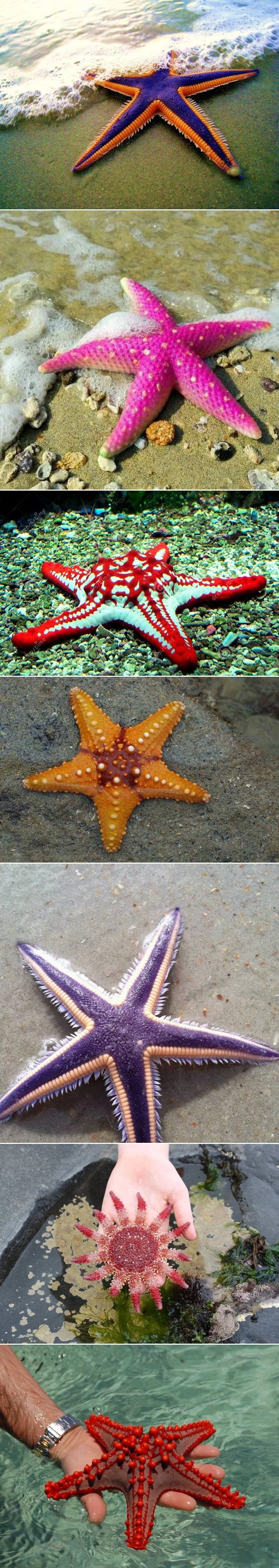 GAELRIJA: Zaslužile su crveni tepih