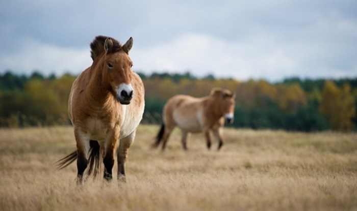 Prekrasni divlji konji