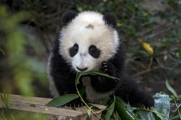 "Mali dar" već uživa u pentranju po bambusu