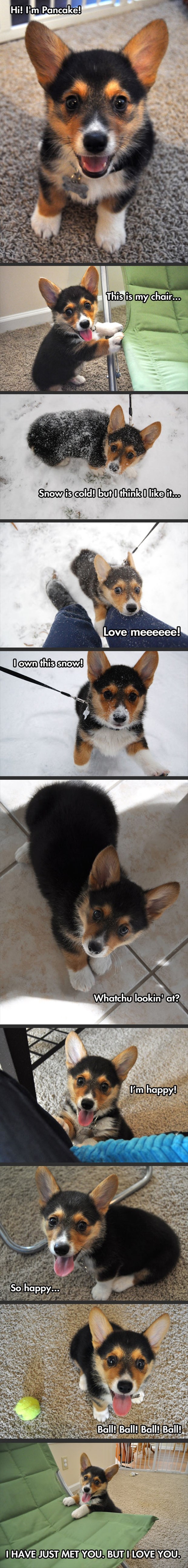 Jedan dan sreće u životu najveselijeg psića!