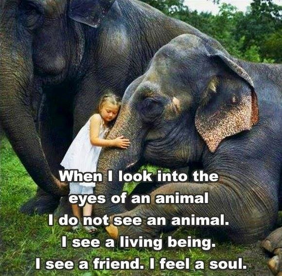 Oči životinje: Što vidiš u njima?