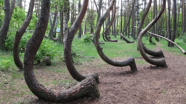 Iskrivljena šuma u Poljskoj