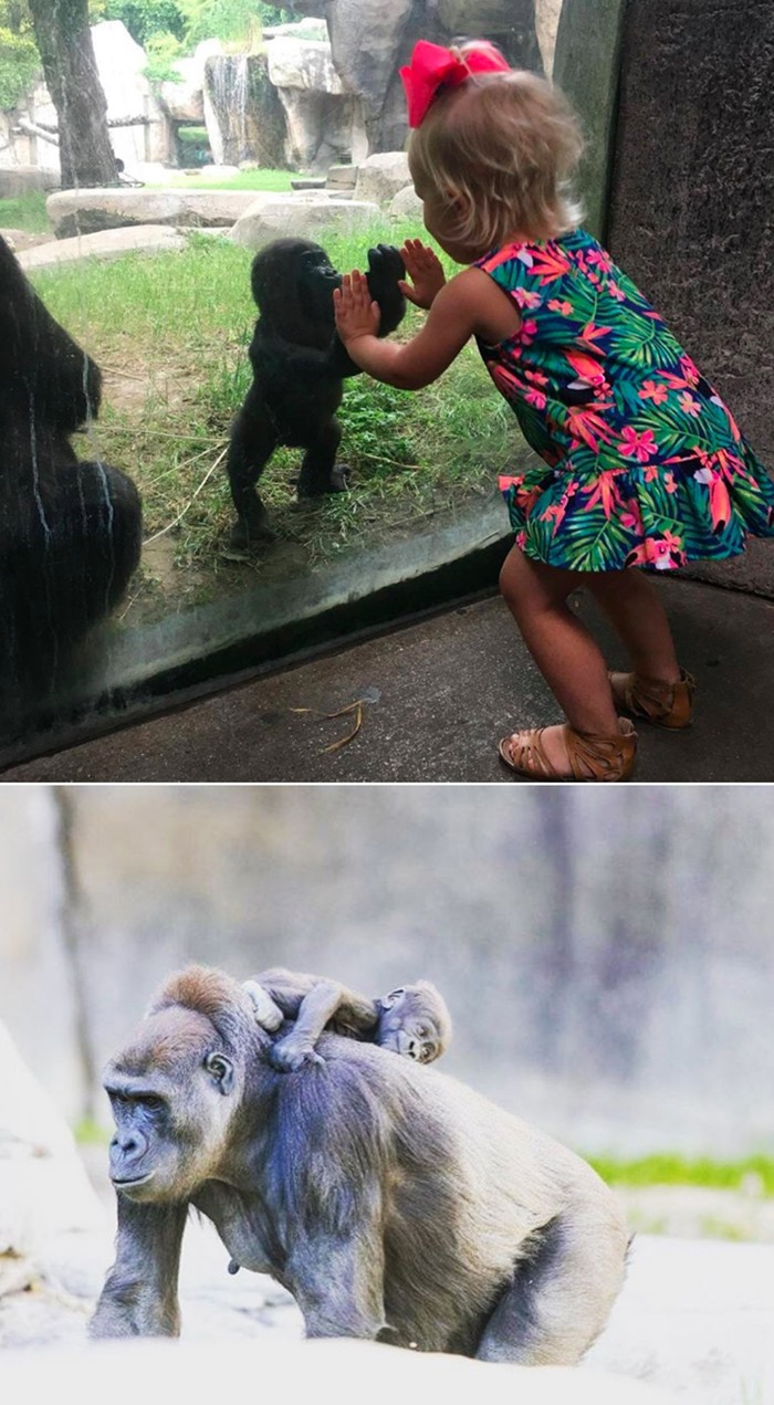 Dirljiv susret bebice gorile i curice preko stakla zoo vrta