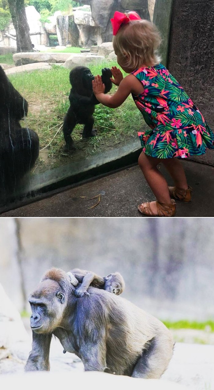 Dirljiv susret bebice gorile i curice preko stakla zoo vrta