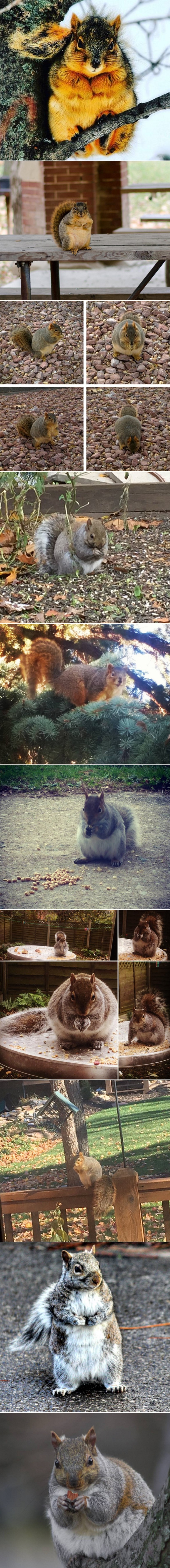 PUSTITE SVE ŠTO RADITE Počela je sezona debelih vjeverica!