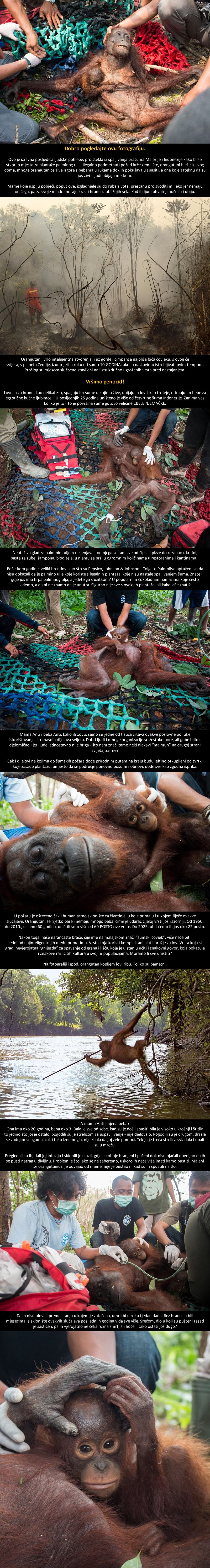 IZUMIRU ZA 10 GODINA: Beba orangutančić ne pušta mamu koja umire od gladi