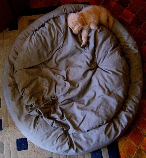 Mali pesonja ima velike snove