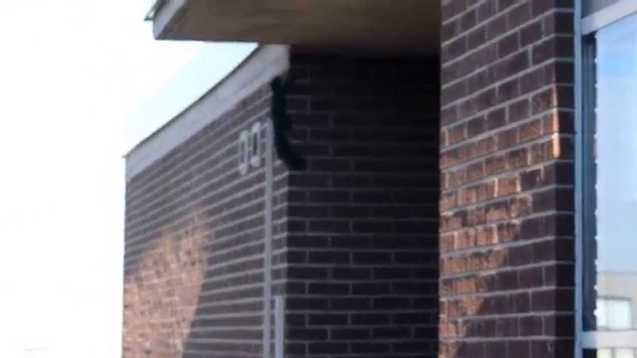 VIDEO: Skok u bezdan - supervjeverica izvela što nijedno živo biće ne može!