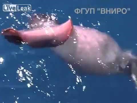 VIDEO: Priče o morskim čudovištima istinite - gigantska lignja im pokušala maznuti ribu!