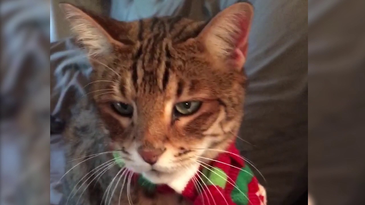 Pospani mačak odgovara na vlasnikova pitanja