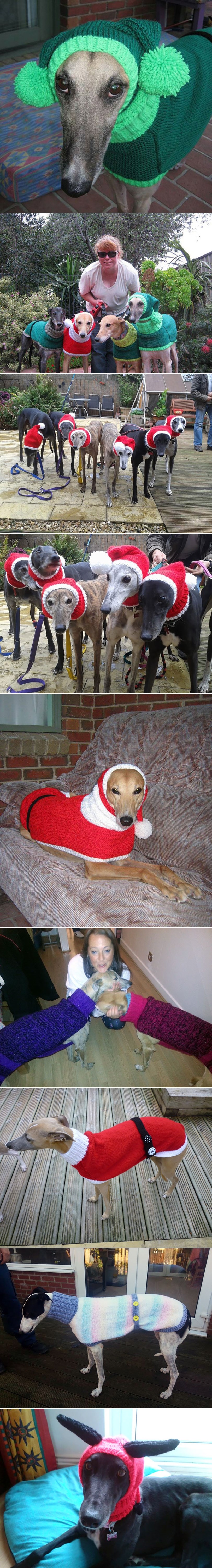 Ova je žena dala otkaz kako bi svojom vještinom spašavala napuštene hrtove