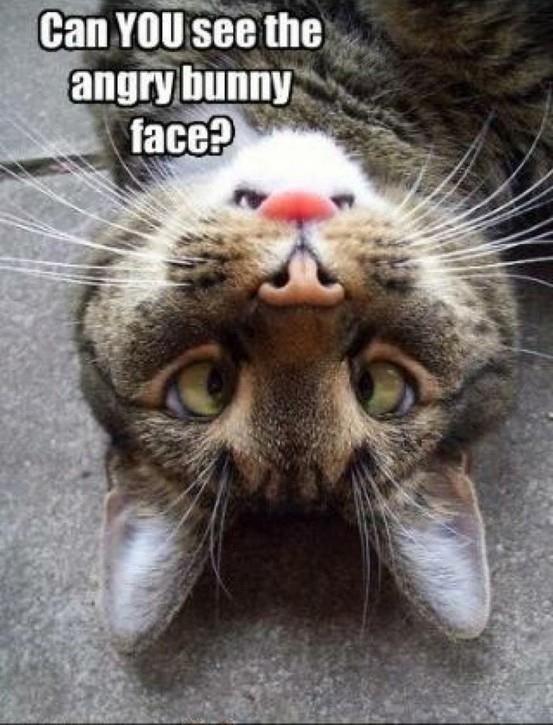 Vidiš li ljutog zeku?