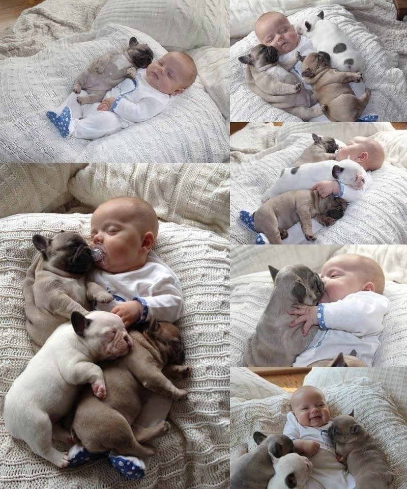 Bebolino i njegovi najdraži peseki: Ljubav najveća