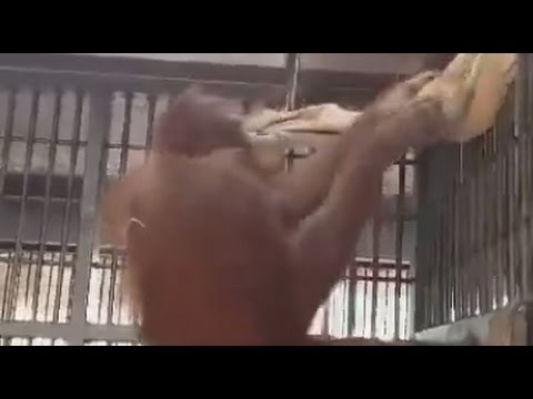 VIDEO Orangutanov genijalni izum dokaz je da je riječ o inteligentnoj vrsti!