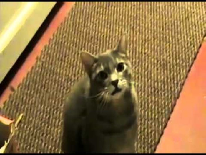 VIDEO Mačke bi izgledale presmiješno da umjesto mjaukanja govore "Hej!"